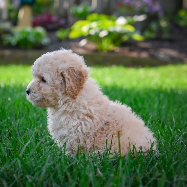 F1 Maltipoo Puppy for Sale