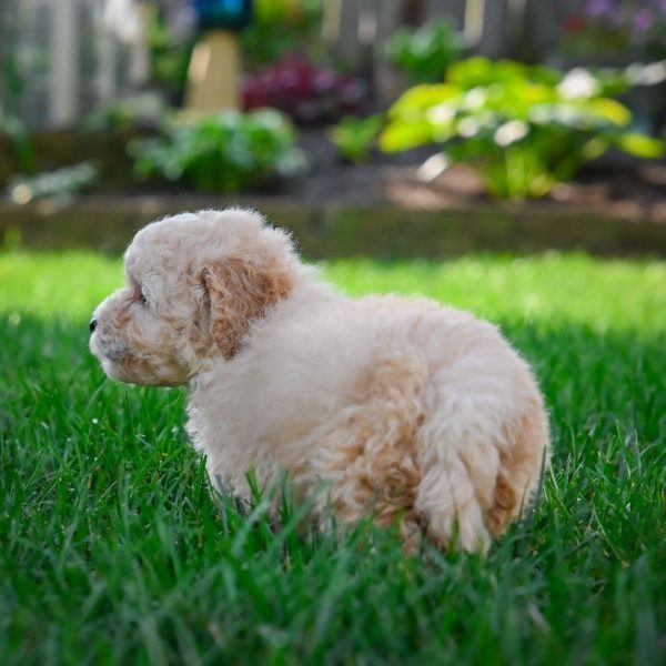 F1 Maltipoo Puppy for Sale