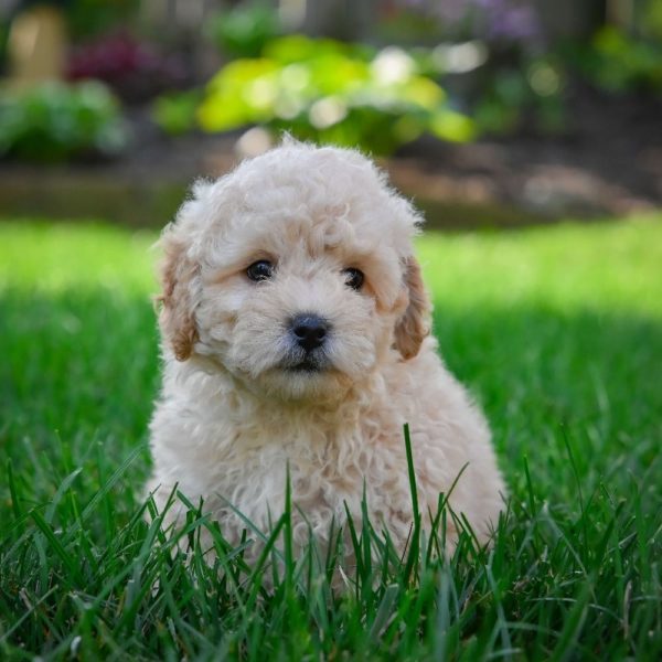 F1 Maltipoo Puppy for Sale