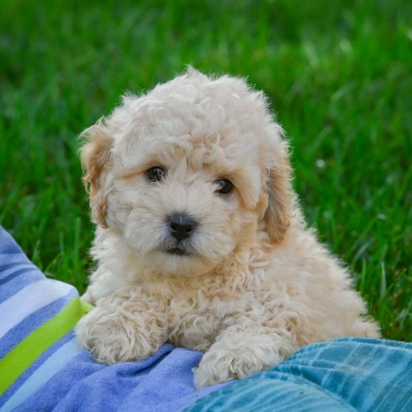 F1 Maltipoo Puppy for Sale