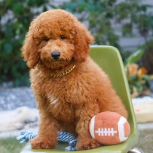 Toy Poodle Puppy for Sale