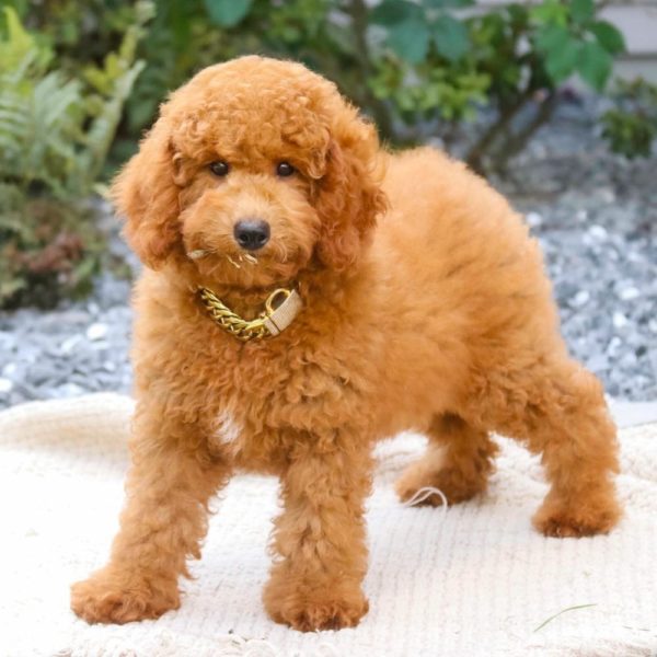 Toy Poodle Puppy for Sale