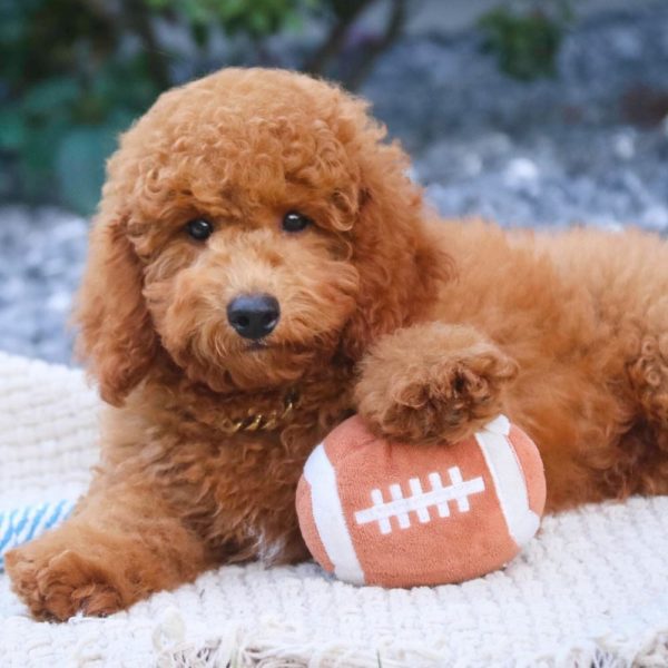 Toy Poodle Puppy for Sale