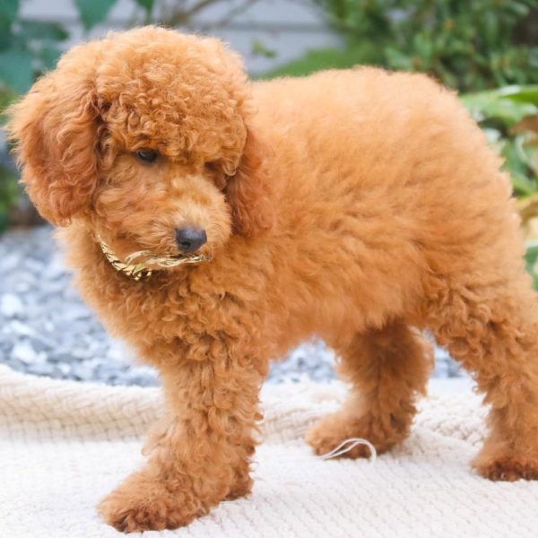 Toy Poodle Puppy for Sale