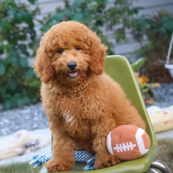 Toy Poodle Puppy for Sale