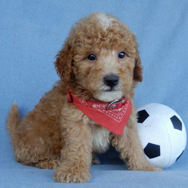 F1b Mini Goldendoodle Puppy for Sale