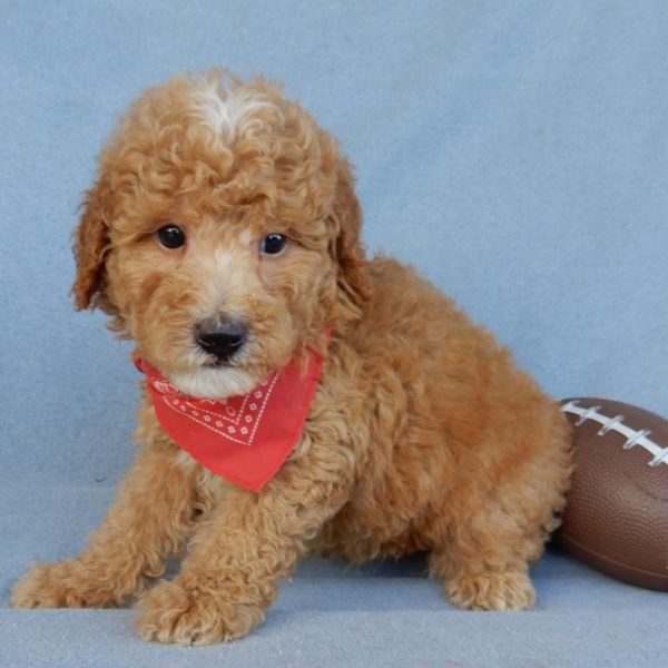 F1b Mini Goldendoodle Puppy for Sale