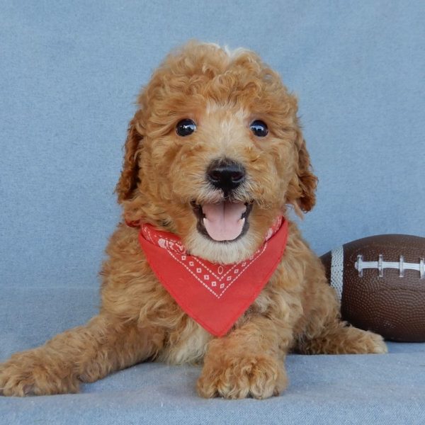 F1b Mini Goldendoodle Puppy for Sale