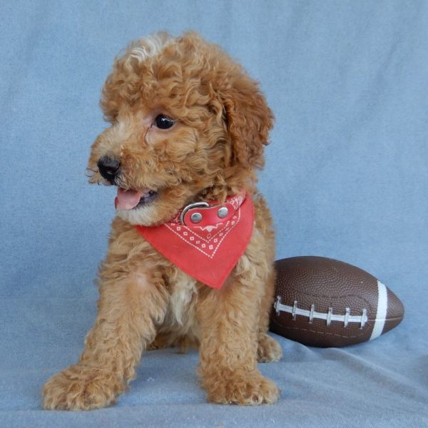 F1b Mini Goldendoodle Puppy for Sale