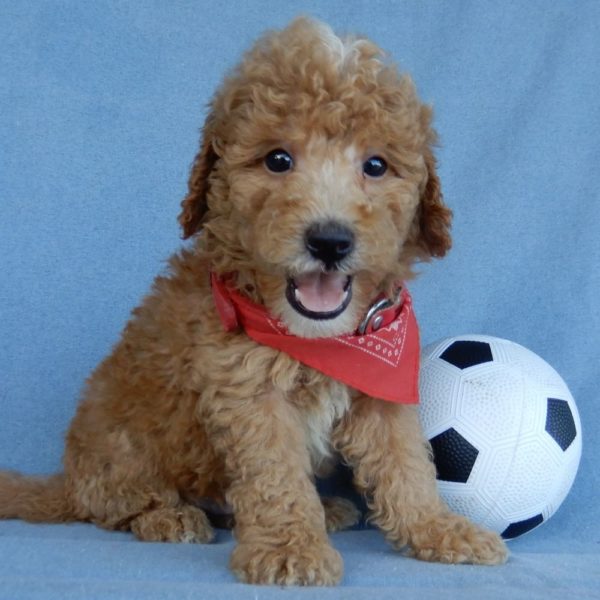 F1b Mini Goldendoodle Puppy for Sale