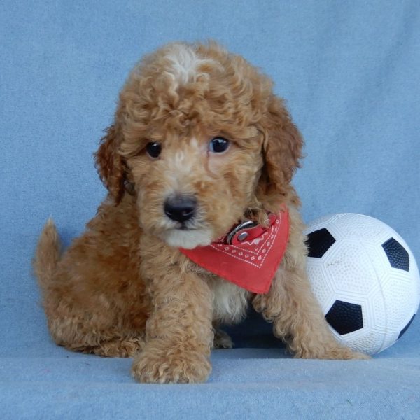 F1b Mini Goldendoodle Puppy for Sale