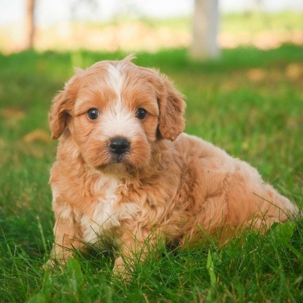 F1b Cavapoo Puppy for Sale