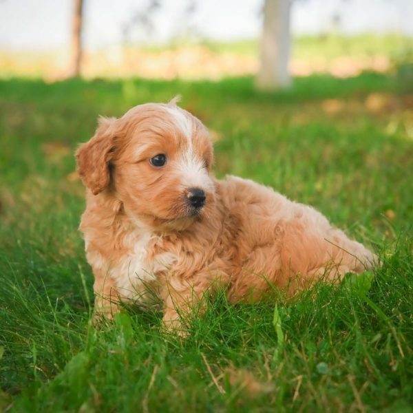 F1b Cavapoo Puppy for Sale