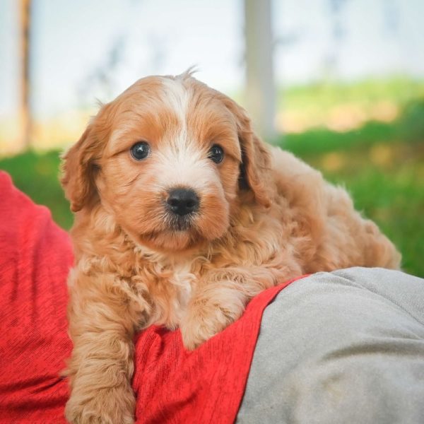 F1b Cavapoo Puppy for Sale