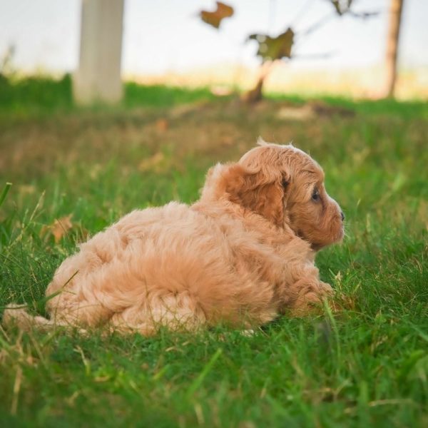 F1b Cavapoo Puppy for Sale