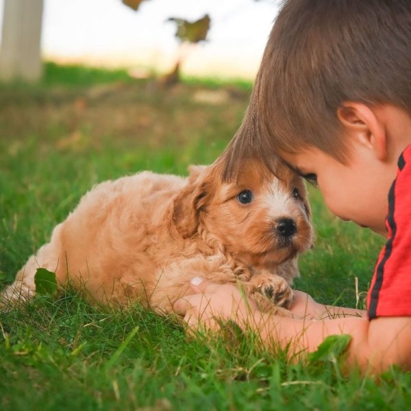 F1b Cavapoo Puppy for Sale