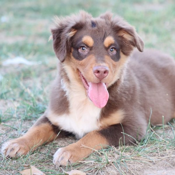 Miniature Australian Shepherd Puppy for Sale