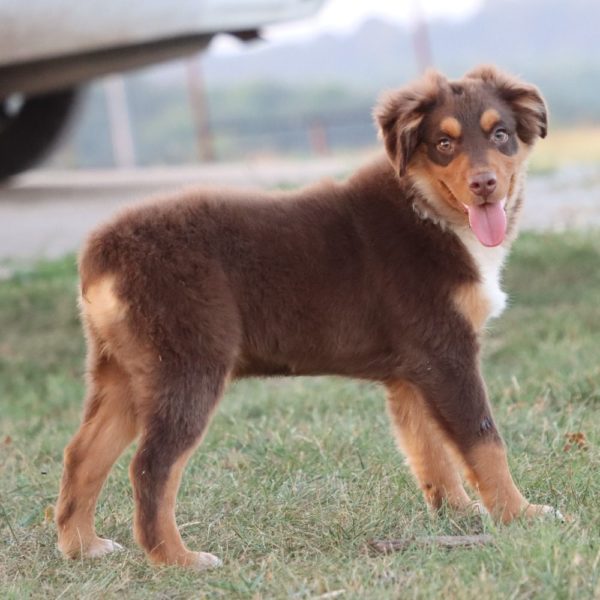 Miniature Australian Shepherd Puppy for Sale