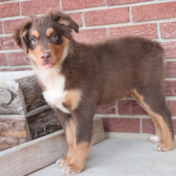 Miniature Australian Shepherd Puppy for Sale