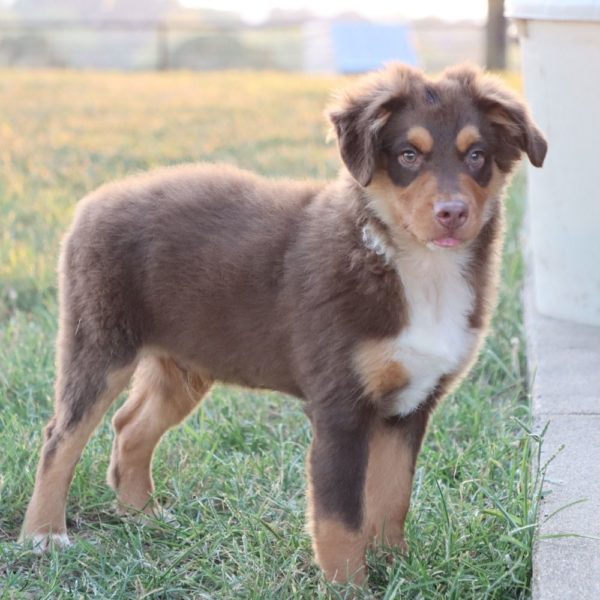 Miniature Australian Shepherd Puppy for Sale