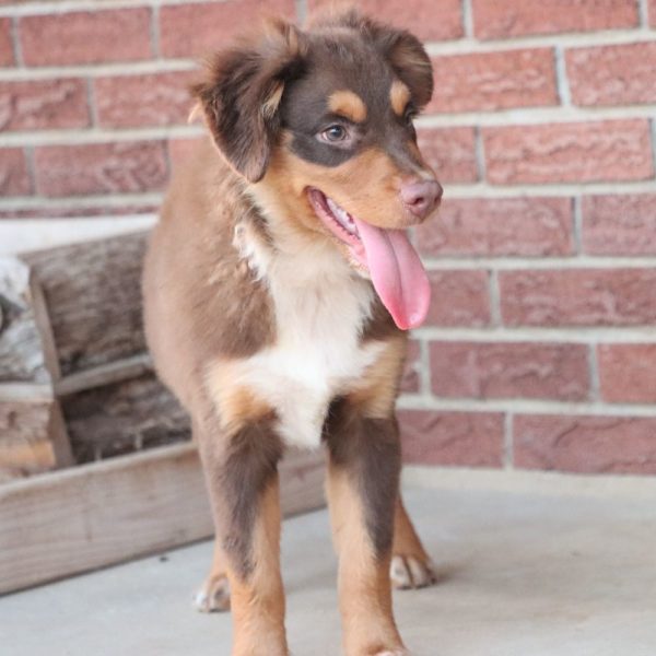 Miniature Australian Shepherd Puppy for Sale