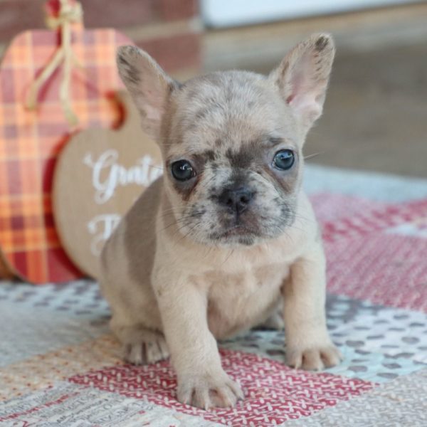 French Bulldog Puppy for Sale