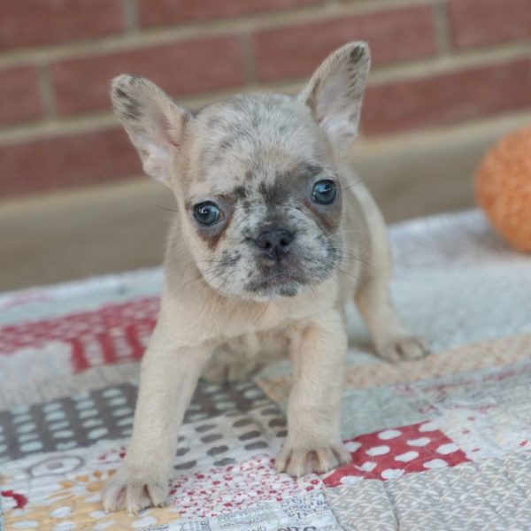 French Bulldog Puppy for Sale