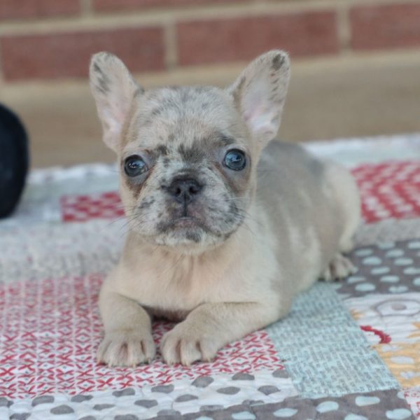 French Bulldog Puppy for Sale