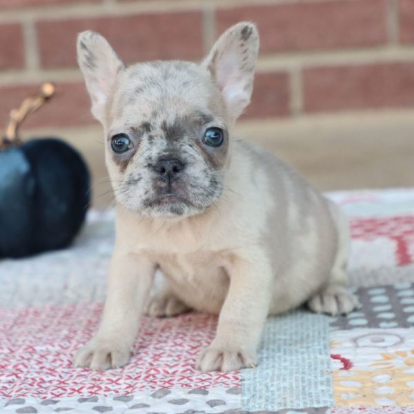 French Bulldog Puppy for Sale