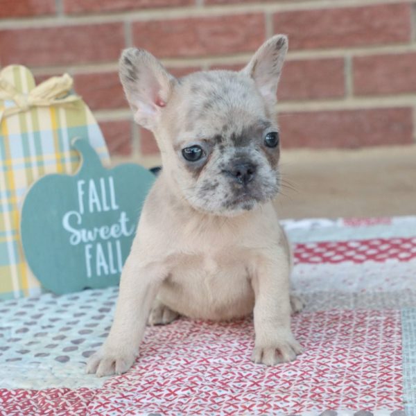 French Bulldog Puppy for Sale