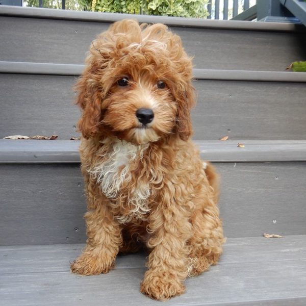 F1b Cavapoo Puppy for Sale