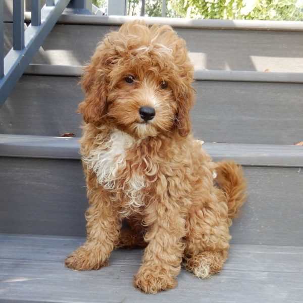 F1b Cavapoo Puppy for Sale