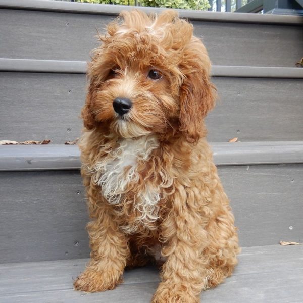 F1b Cavapoo Puppy for Sale