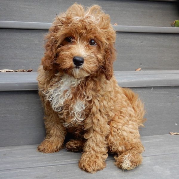 F1b Cavapoo Puppy for Sale