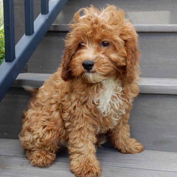 F1b Cavapoo Puppy for Sale