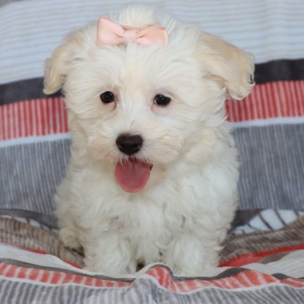 Havanese Puppy for Sale