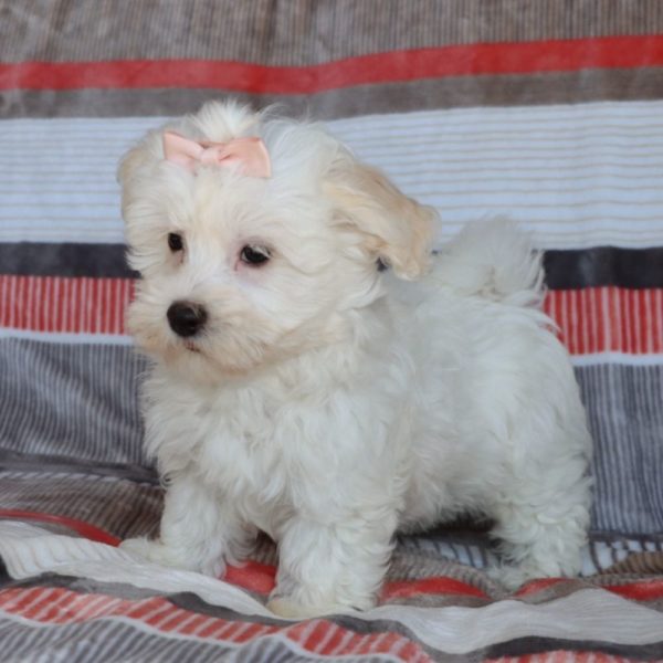 Havanese Puppy for Sale