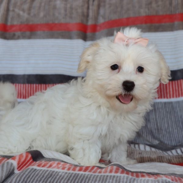 Havanese Puppy for Sale