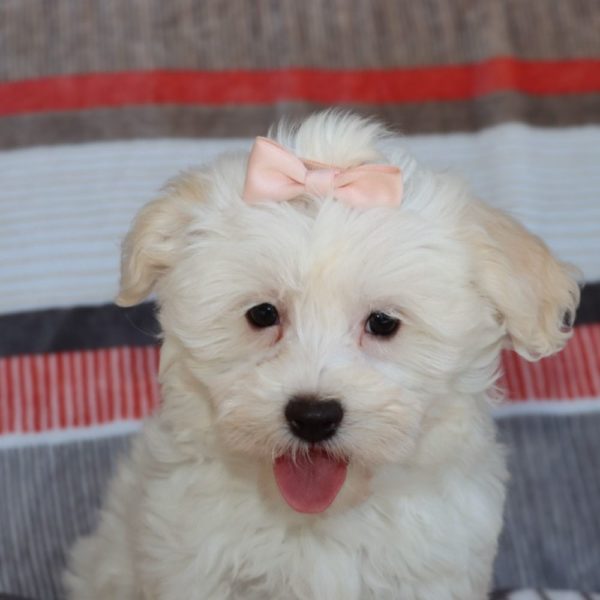 Havanese Puppy for Sale