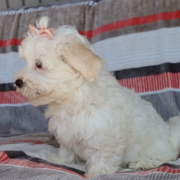 Havanese Puppy for Sale