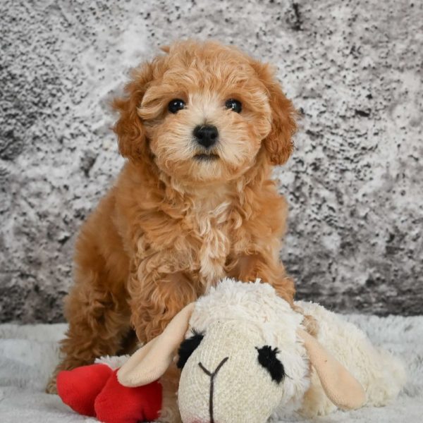 F1b Maltipoo Puppy for Sale