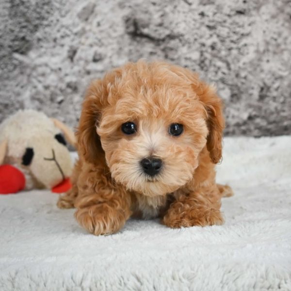 F1b Maltipoo Puppy for Sale