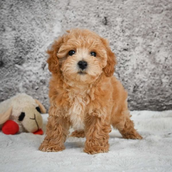 F1b Maltipoo Puppy for Sale