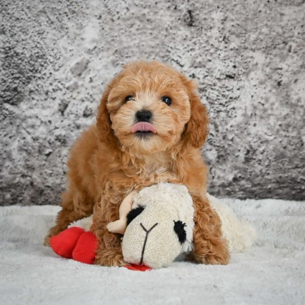 F1b Maltipoo Puppy for Sale