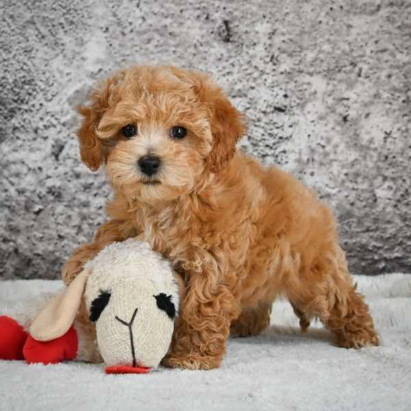 F1b Maltipoo Puppy for Sale