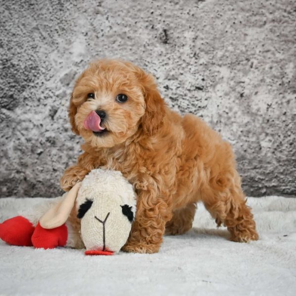 F1b Maltipoo Puppy for Sale