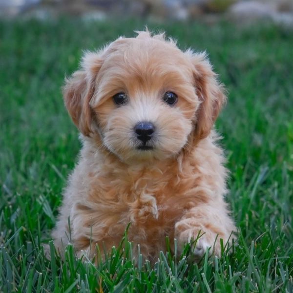 F1 Maltipoo Puppy for Sale