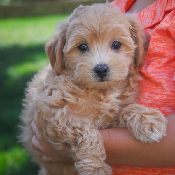 F1 Maltipoo Puppy for Sale