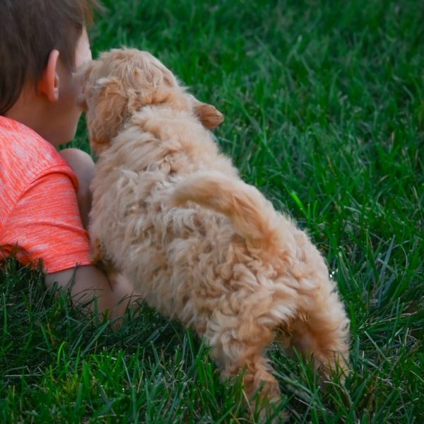 F1 Maltipoo Puppy for Sale