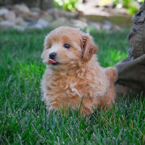 F1 Maltipoo Puppy for Sale